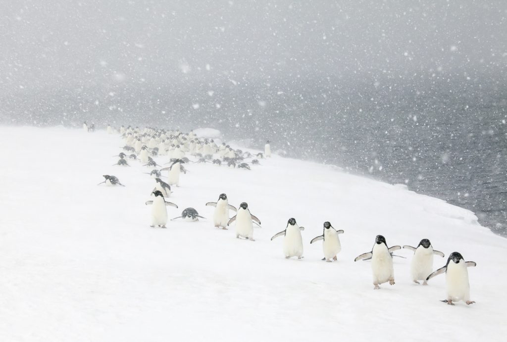 Line of Adelie penguins (Pygoscelis adeliae) photographed during a snowstorm on Devil Island, Antarctica.