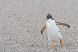 Falkland Islands Gentoo penguin