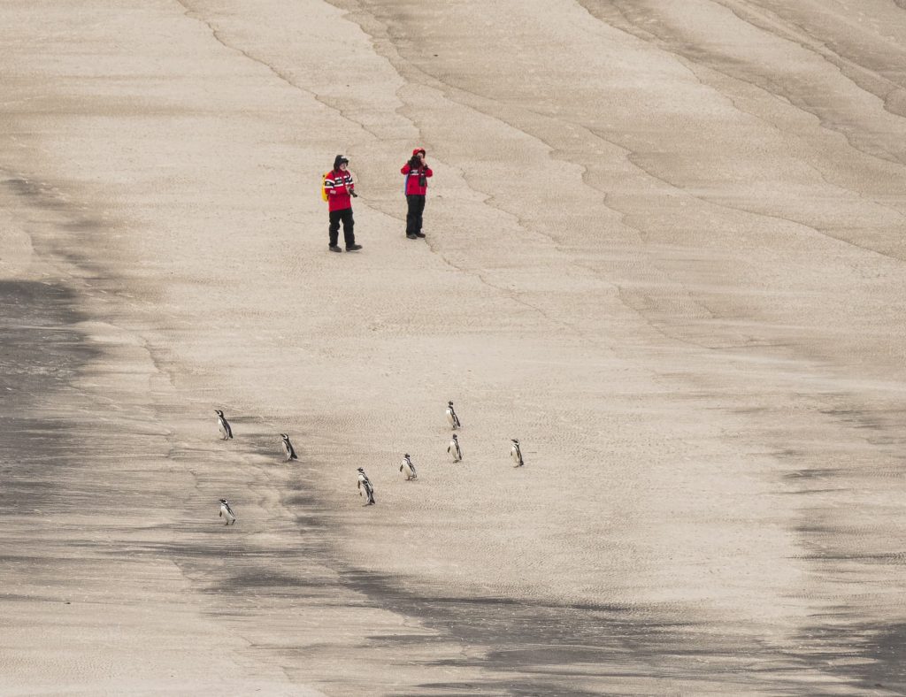 Antarctica cruise guests see penguins