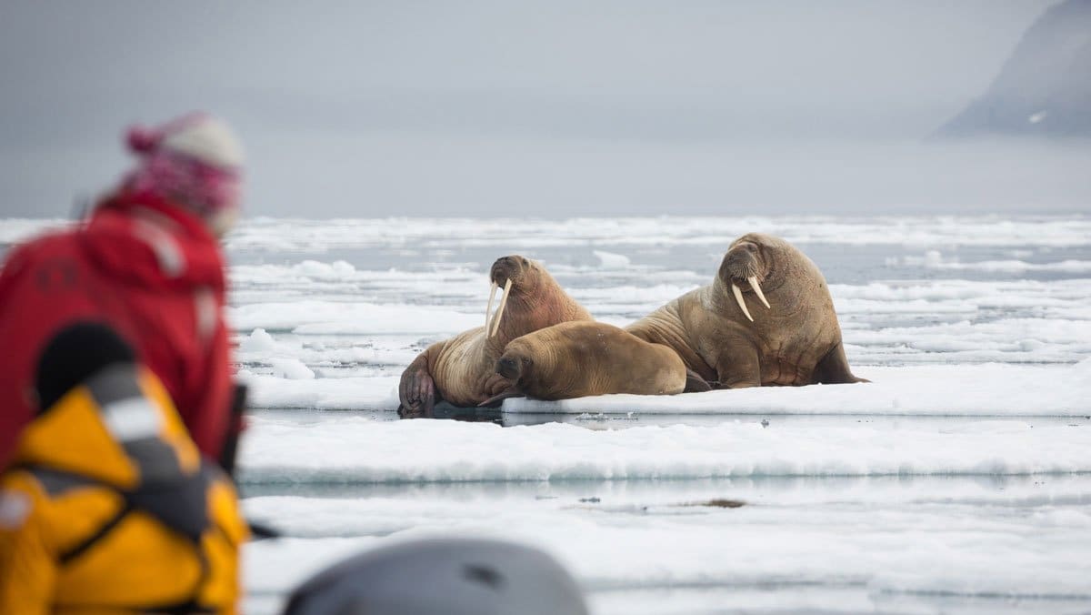 Russian Arctic Walruses