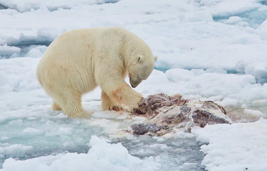 Polar bear in Spitsbergen foraging