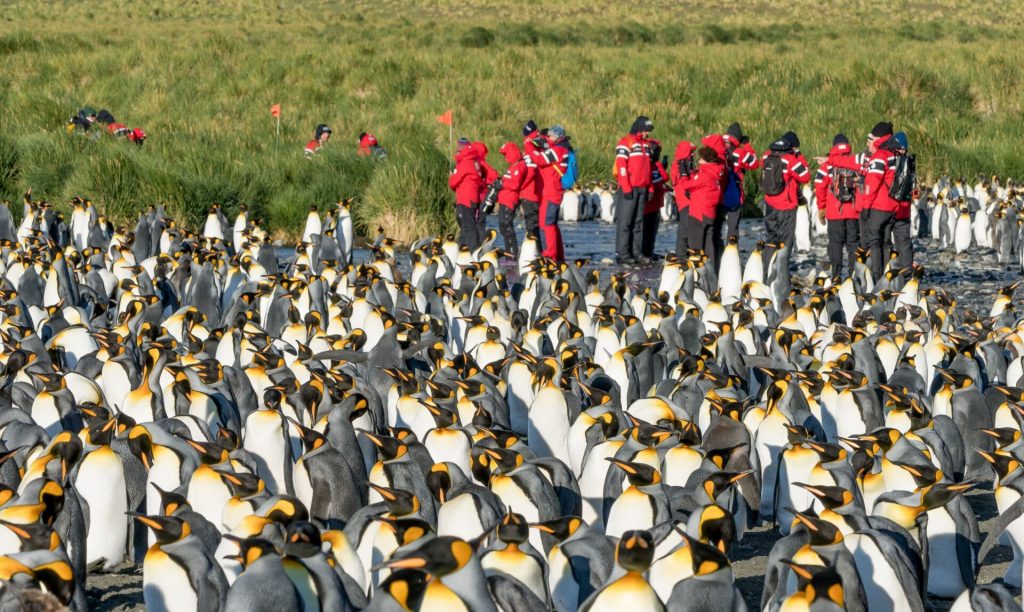 Penguins, emperor penguins, Antarctica cruise, Cruise to Antarctica