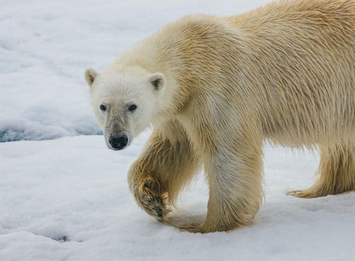 Russian Arctic polar bear