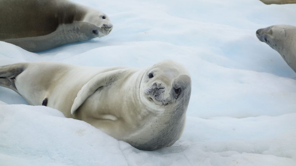 crabeater seals also known as krill-eater seal, is a true seal with a circumpolar distribution around the coast of Antarctica