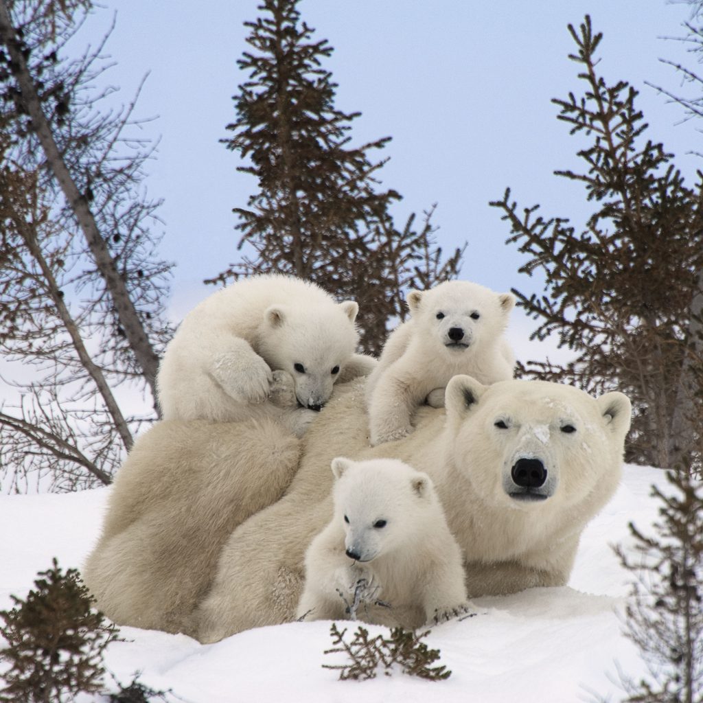 See Polar bears