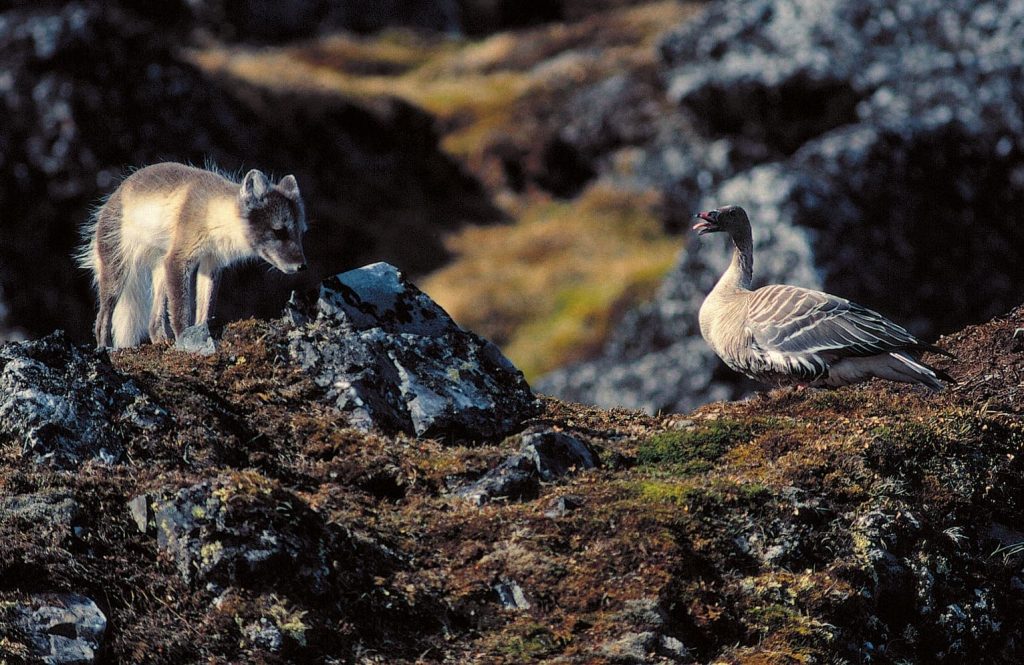 Arctic Fox with Pink Footed Goose