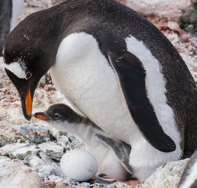 Gentoo Penguins