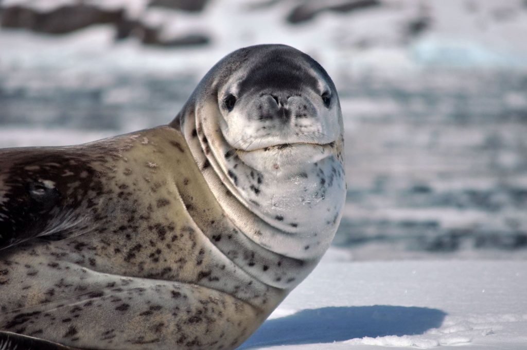leopard seal photographed on Antarctica cruise tour
