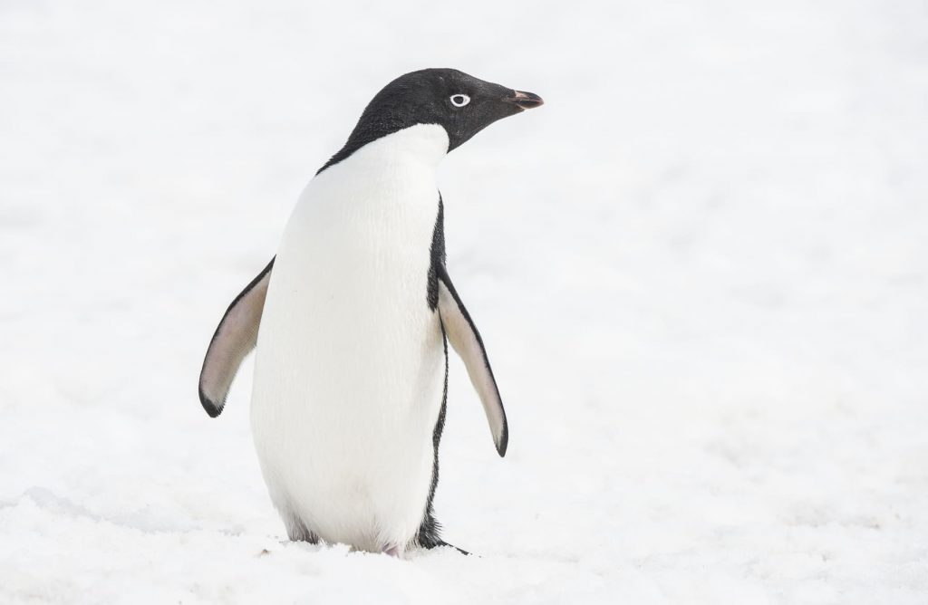 Adelie Penguin Kokta in southern islands, antarctic