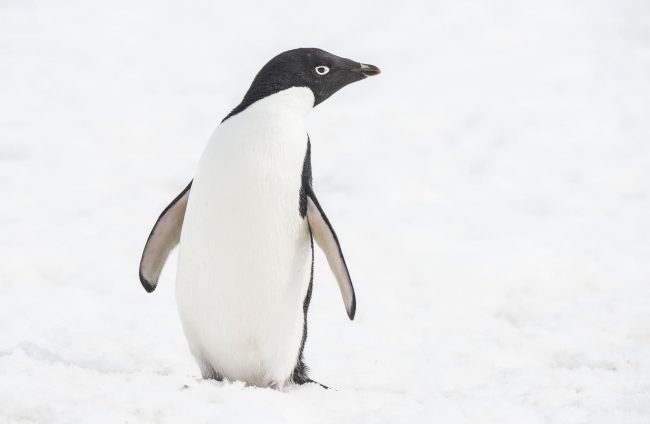 Adelie penguins