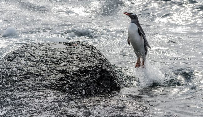 penguin photographed on Antarctica cruise