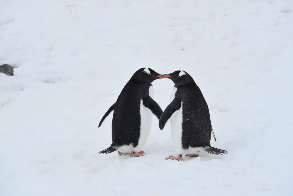 A Pair Of Adelie Penguins In The polar expedtions