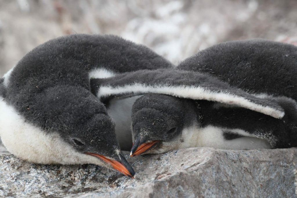 a pair of Kokta Gentoo Penguins are sleeping