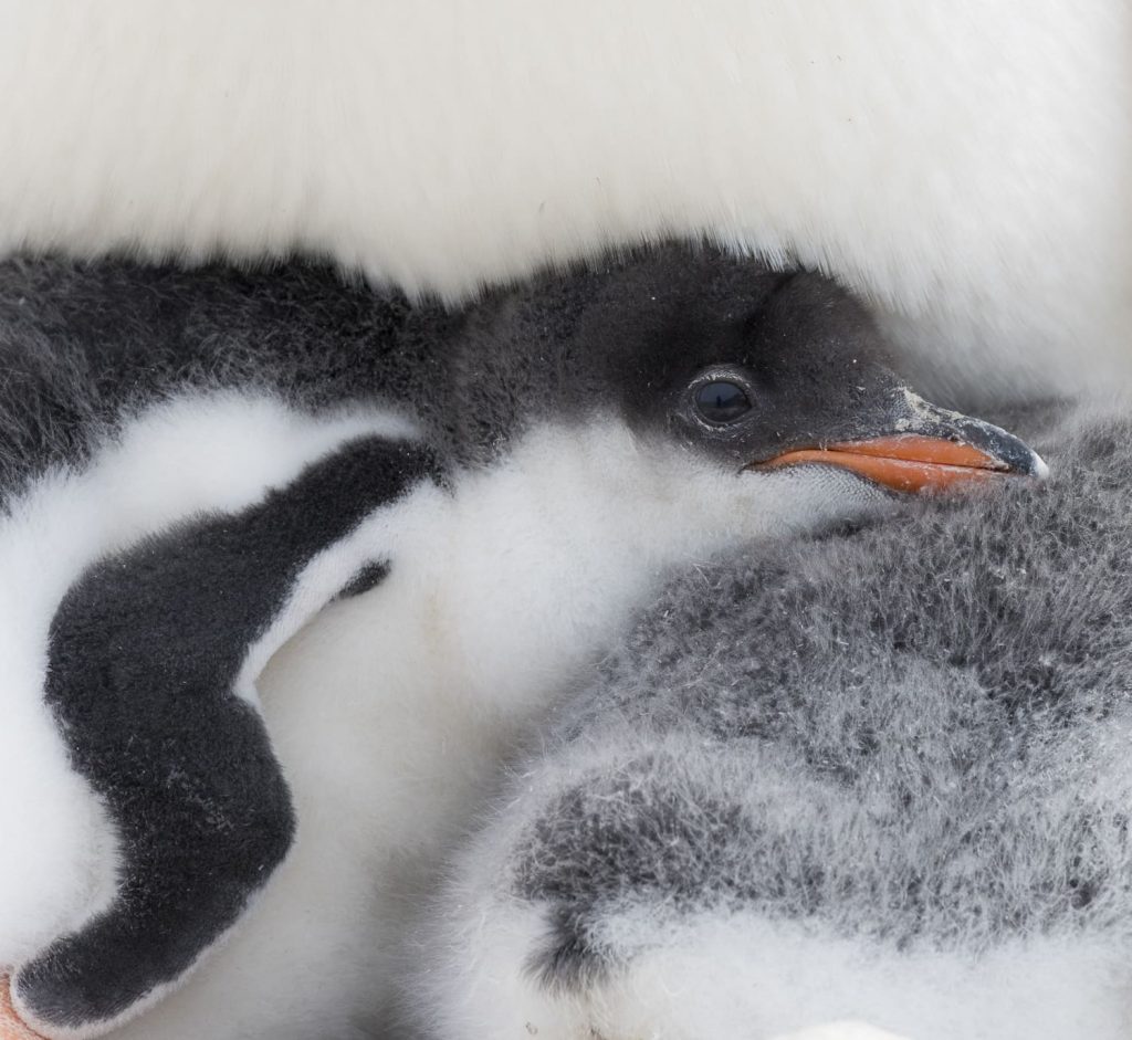 Gentoo penguins chick