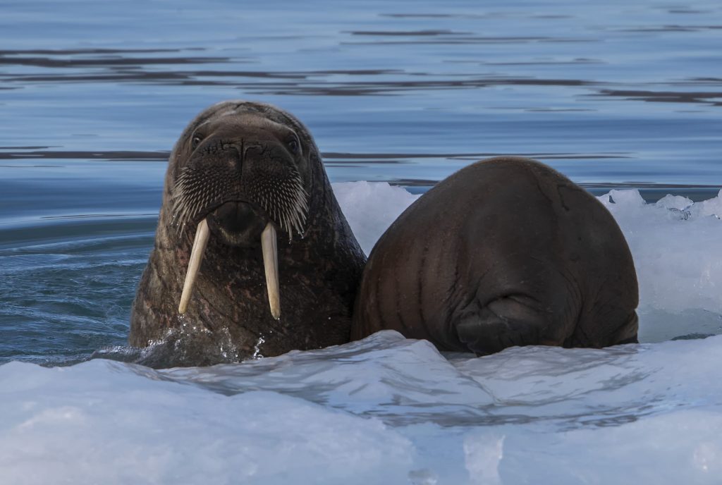 Canadian Arctic Walrus