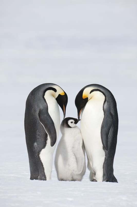 Emperor penguins family