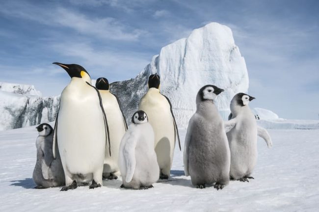 Emperor penguins group