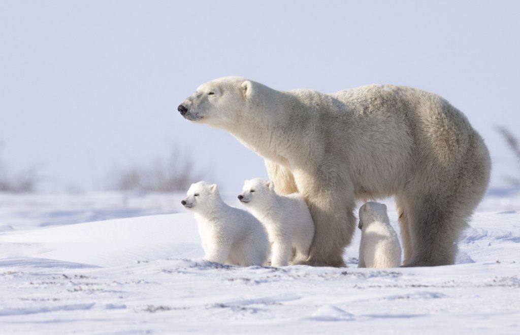 Polar Bear mother and three cubs