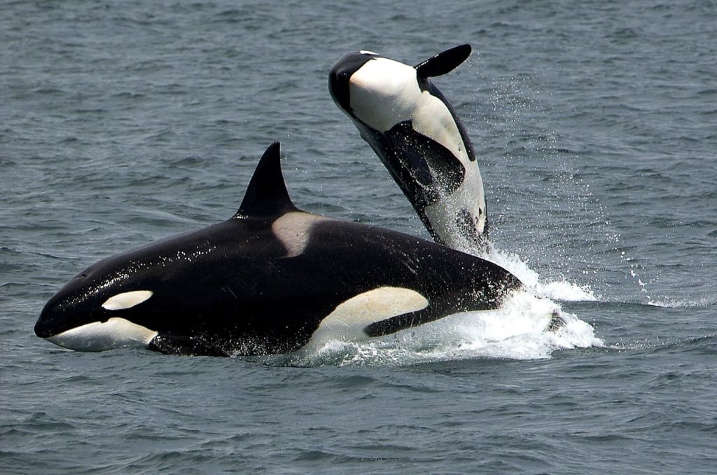 Killer whales, also known as orcas