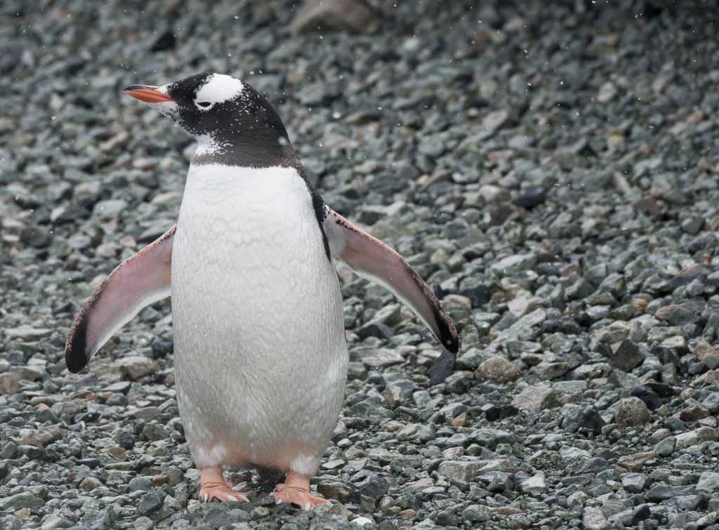 Gentoo penguin breed on many sub-Antarctic islands and on the Antarctic Peninsula.