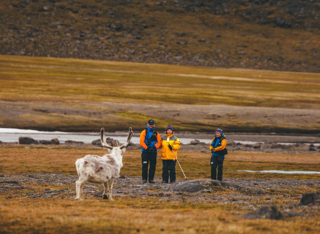 Reindeer encounters Arctic visitors