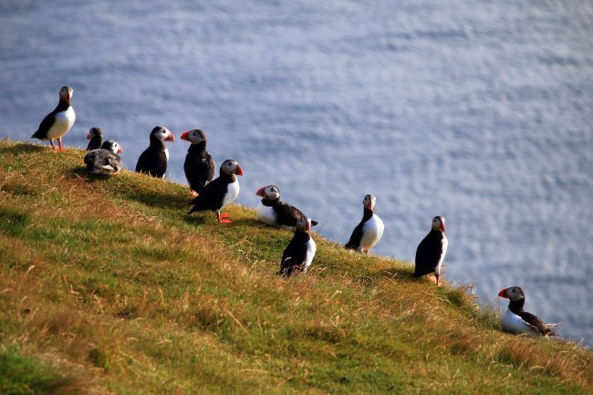 Puffins in Iceland