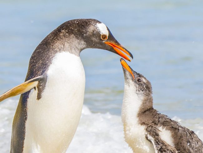 Gentoo Penguins and chick