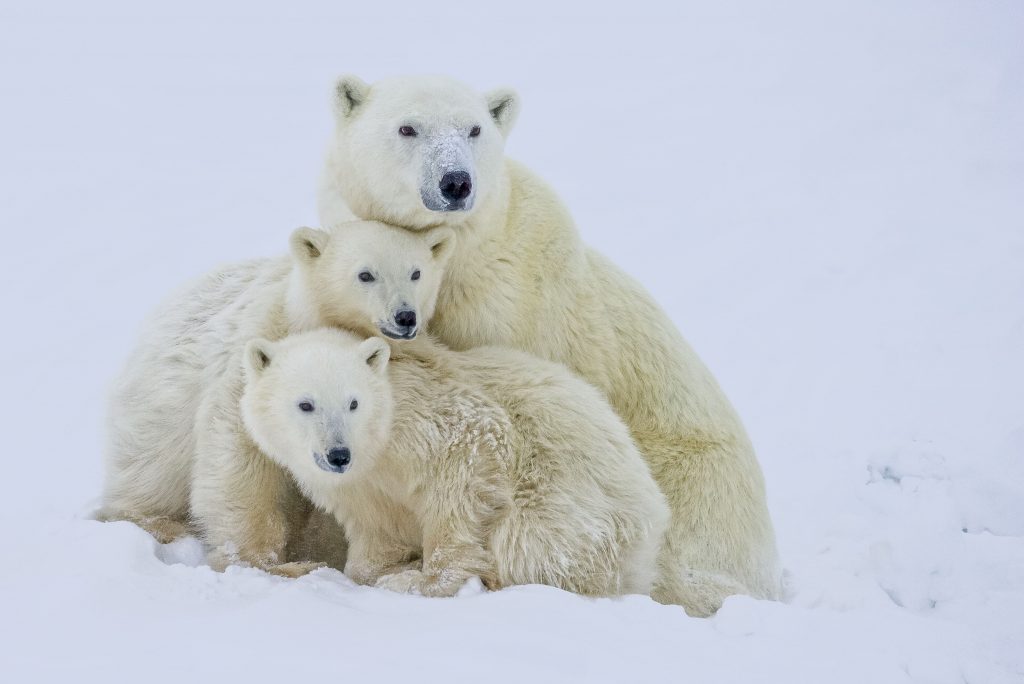 Polar bear mother and two cubs