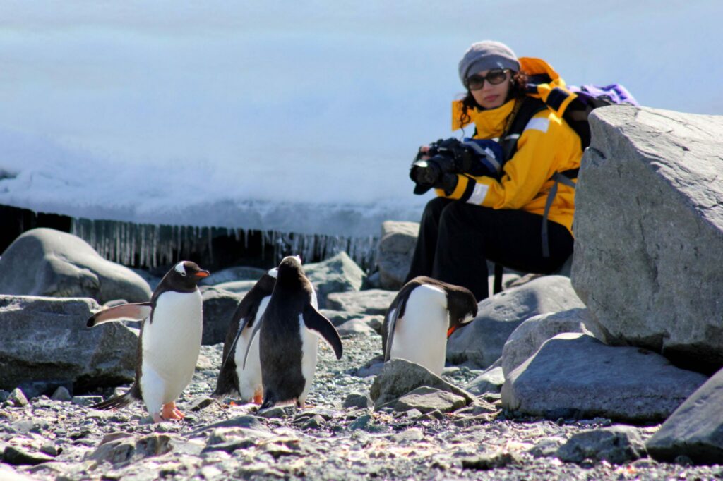 Young Gentoo penguins are very adventurous in polar reigons Antarctic