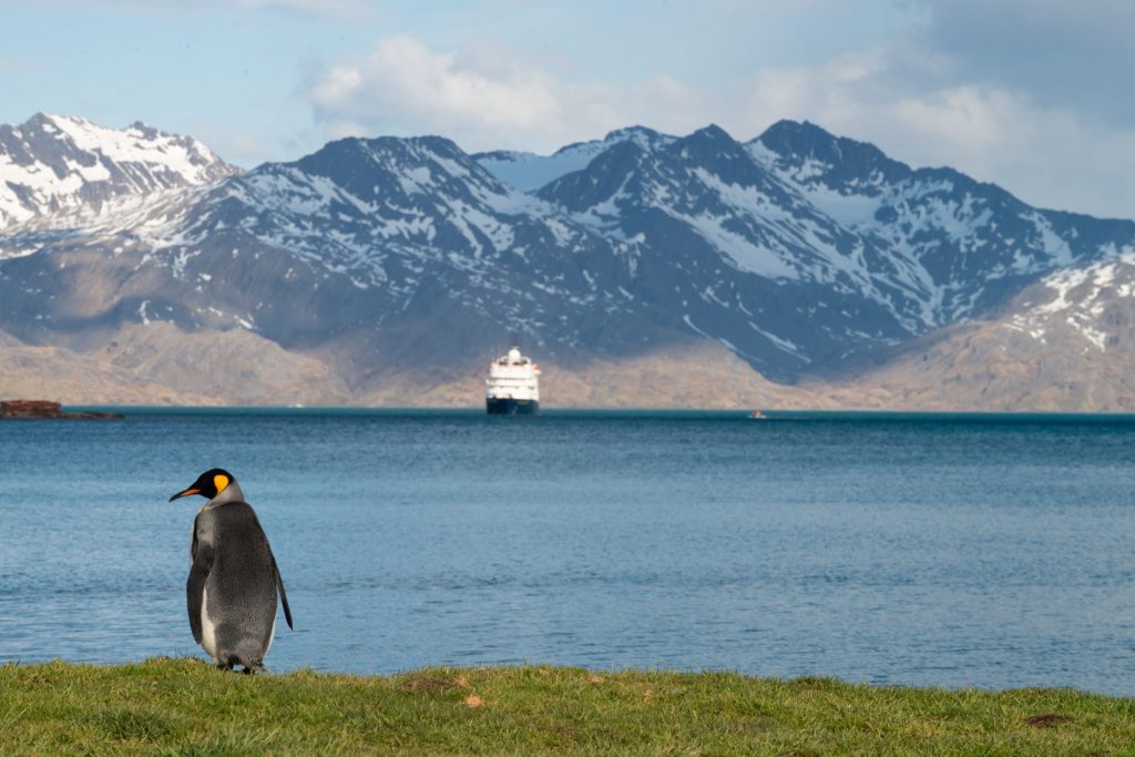 antarctica cruise ship with penguin