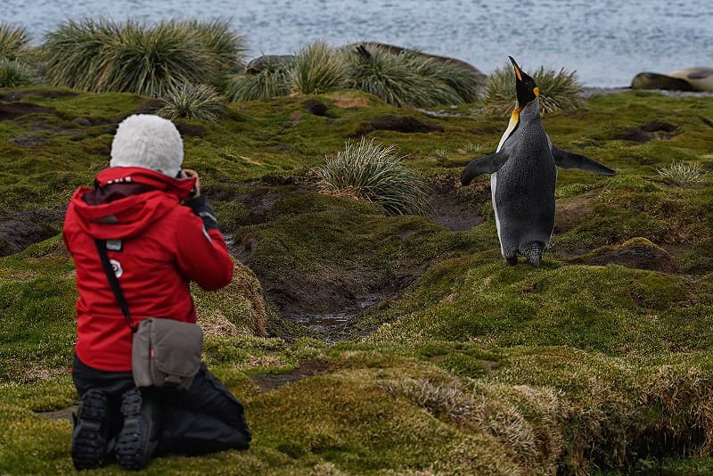 Meeting Penguins in falklands island, Antarctica