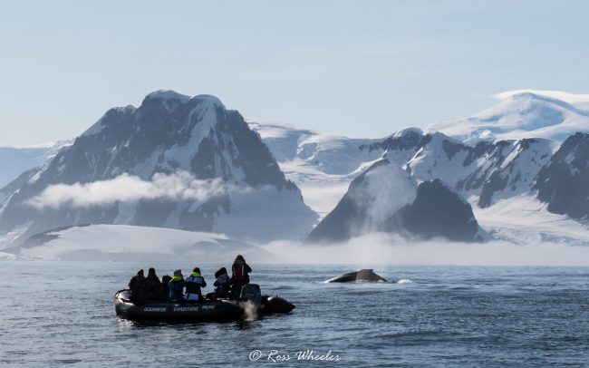 antarctic travelers spot a whale
