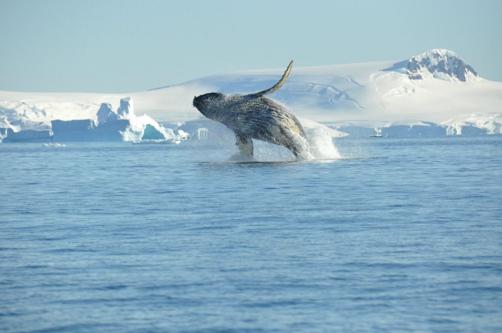 Humpback Whale breaching right by our ship while we were in Antarctica