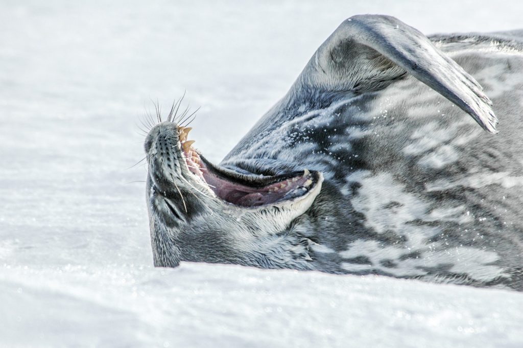 Weddell Seal Snow Hill Island Cruises & Expeditions