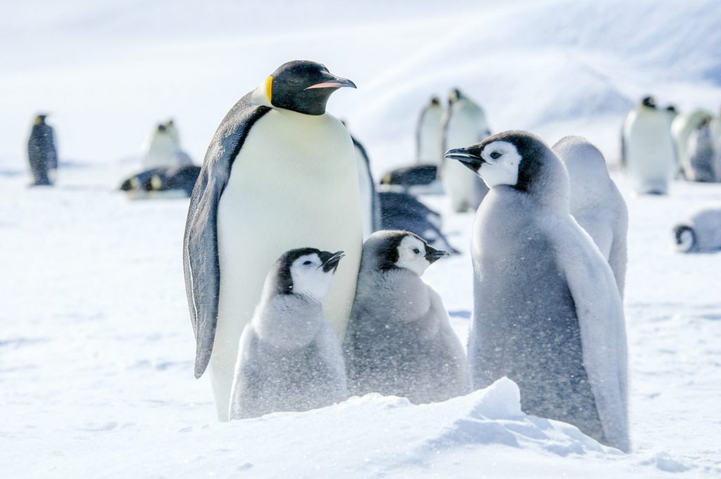 Emperor penguins the cutest creature in the world's coldest climate: Antarctica
