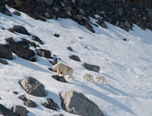 Polar bears cross Arctic snow