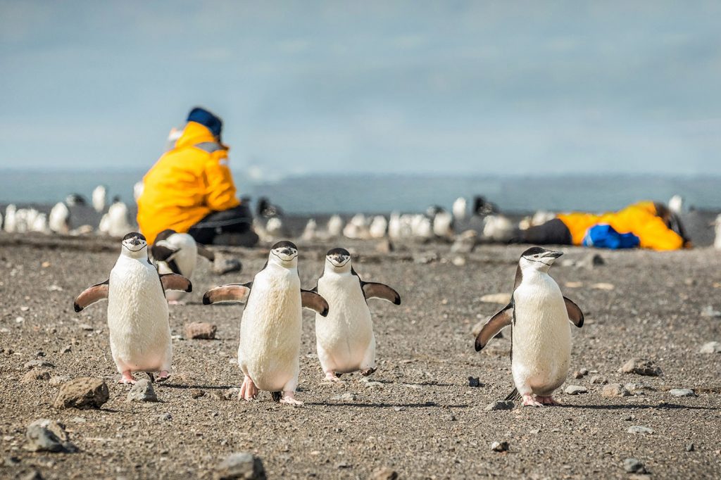antarcticexplorer-viacapehorn-chinstrap-penguins-baily-head-acaciajohnson