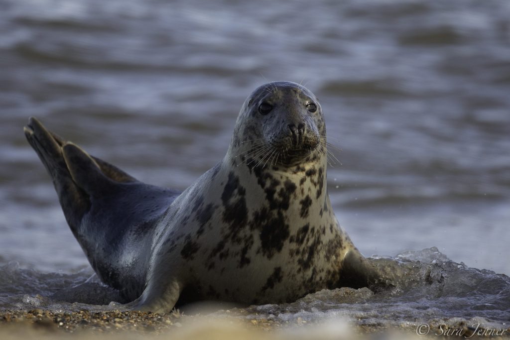 Grey seal on Fair Isle © Sara Jenner - Oceanwide Expeditions