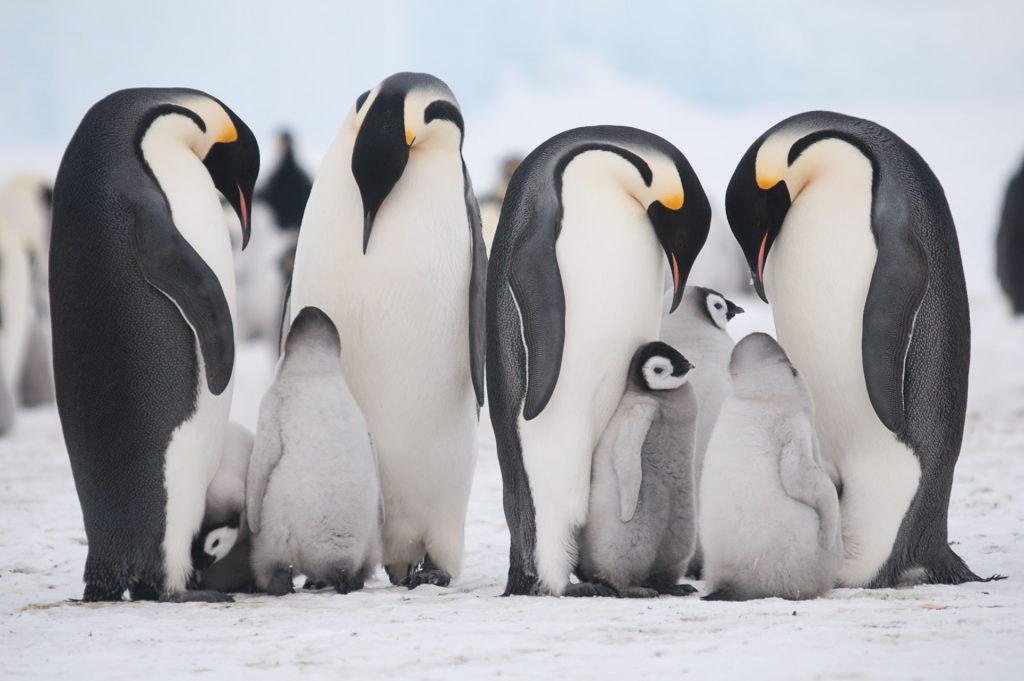 meet the family of penguine in antarctic