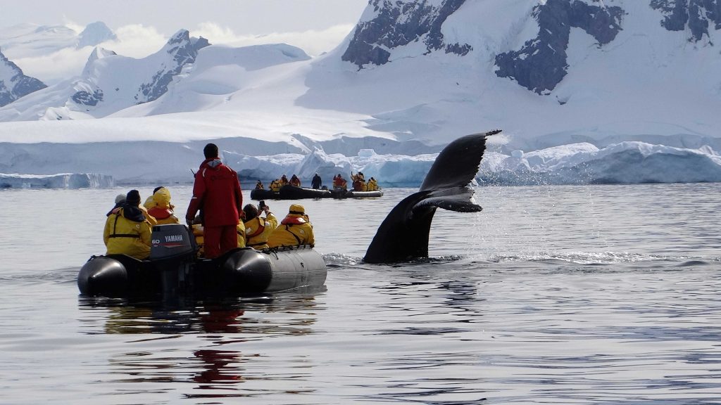 zodiac whale watching in Antarctica in November