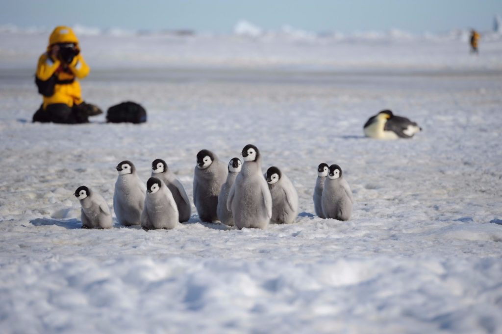 a group of penguin birds in antarctic islands