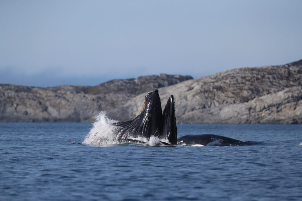 Breaching humpback whales