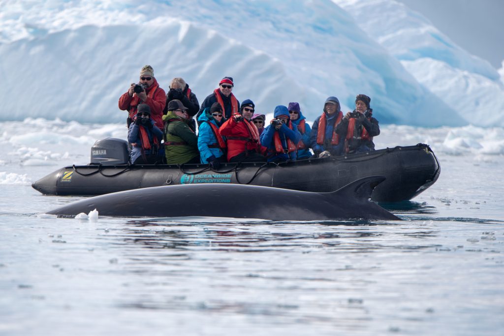 Humpback whales bump into zodiac