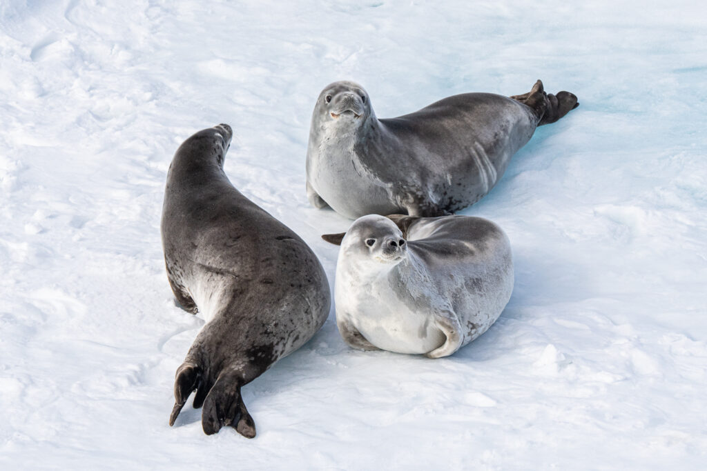 SEALS YOU CAN SEE IN ANTARCTICA