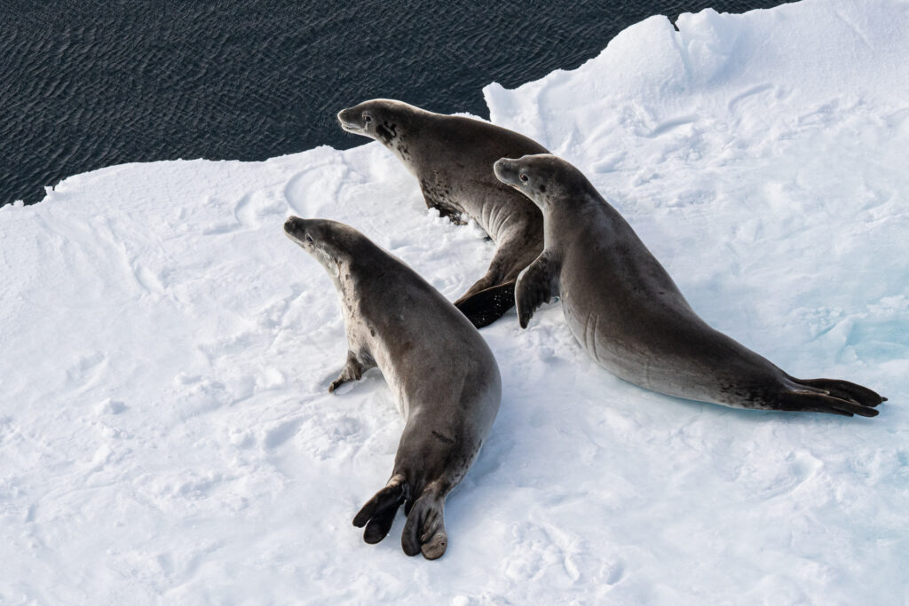 Seals Waiting for You in Antarctica