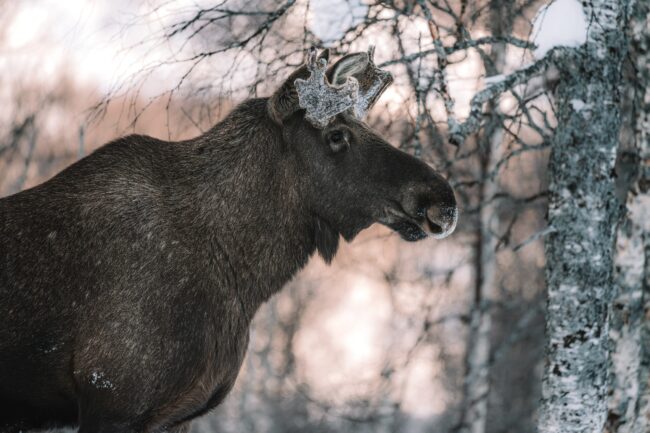 arctic moose