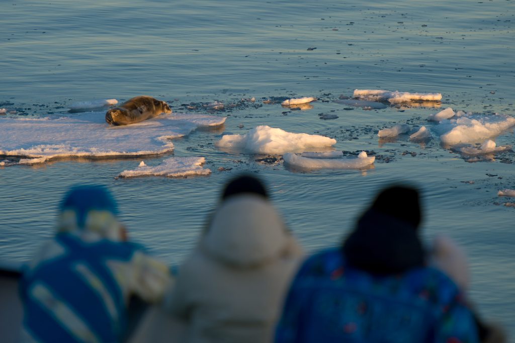 Passengers observing a bearded seal