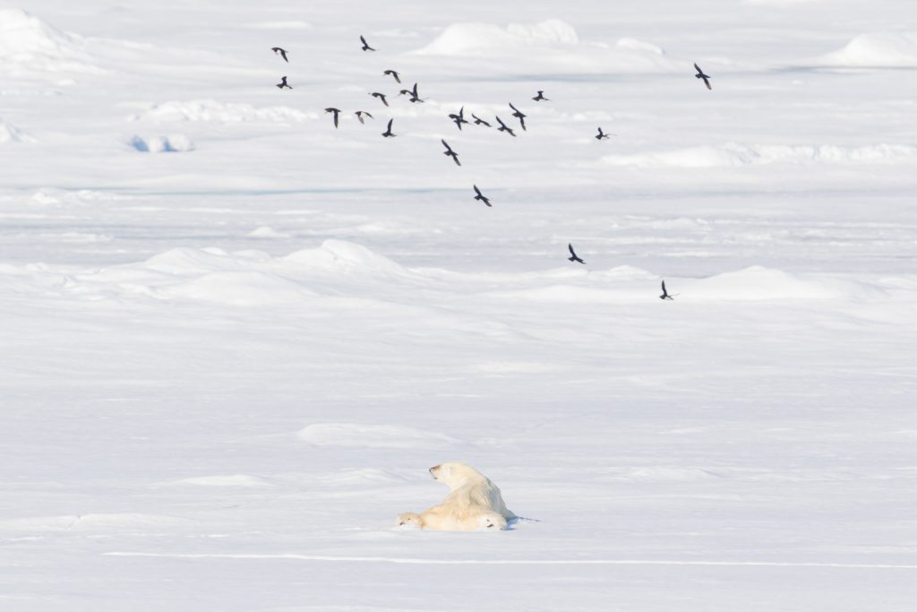 Pack ice northwest Spitsbergen