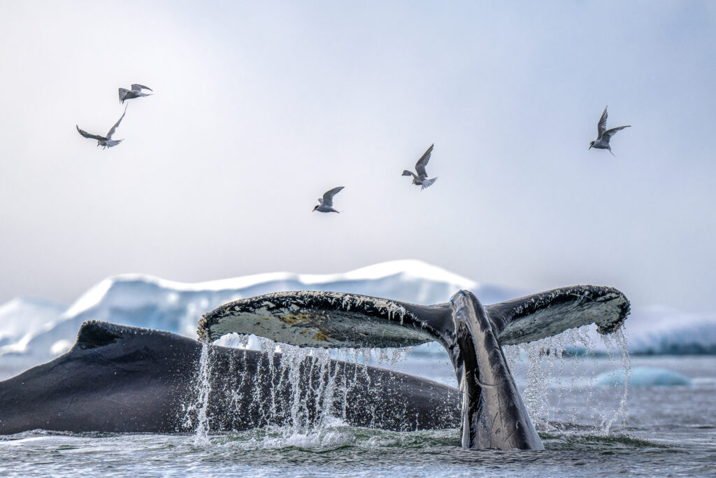 Whale Watching in Fournier Bay, antarctuca travels