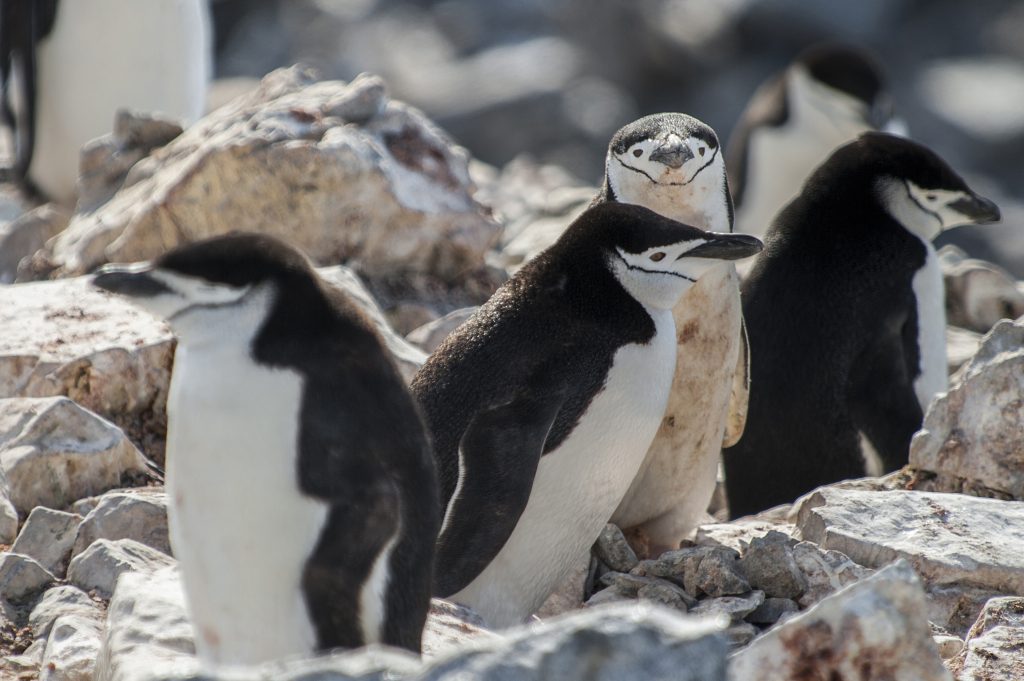 The sub-Antarctic Falkland Islands/Malvinas and South Georgia are home of unique and abundant wildlife